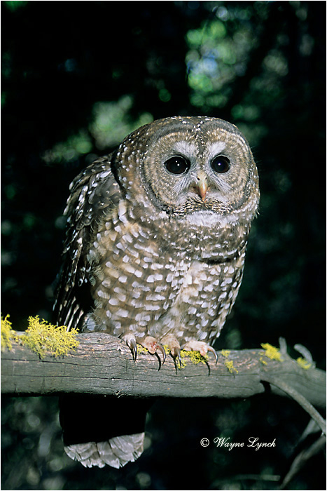Northern Spotted Owl 104  by Dr. Wayne Lynch &copy;